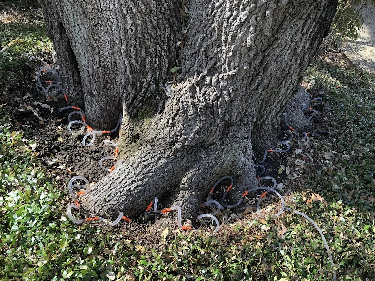 Detailed Tree Cabling and Bracing job site in Coalgate