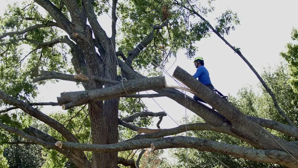 Professional Crown Thinning performed by certified arborists in Coalgate